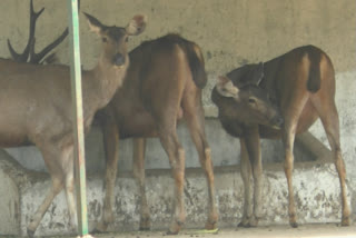 સરથાણા નેચરપાર્ક