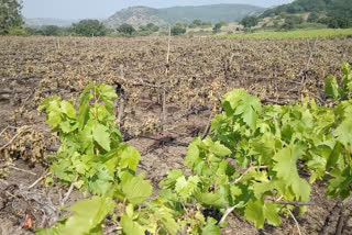 Grape farming in crisis at Osmanabad