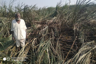 4 acre sugar cane crop burnt from short circuit in Muddebihal