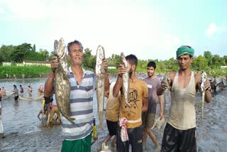 kokrajhar-fish-story