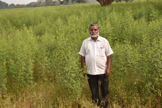 farmer getting profit for cultivating pulses in JASHPUR