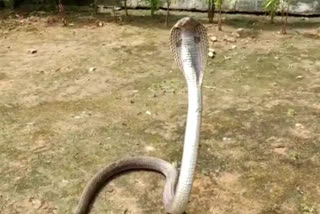 6 half feet cobra found in house of KORBA