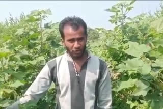 yavatmal farmer trouble due to bogus cotton seeds