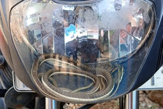 snake reached into the headlight doom in bike in mahabubabad