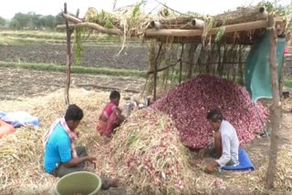 farmer struggling with onion crisis