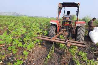 farmer demolishes 15 acres cotton in raichur