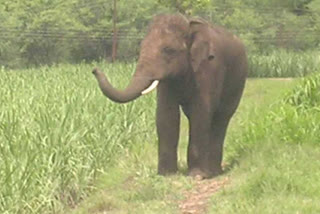 sindhudurga elephant news