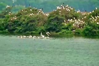 mannargudi birds santuary open