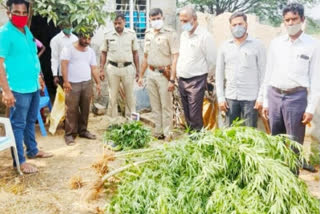 Illegal marijuana crop seized at Bagepalli