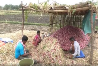 farmer-struggling-with-onion-crisis