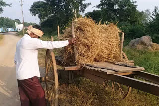 paddy purchase will start from 1 December in balod