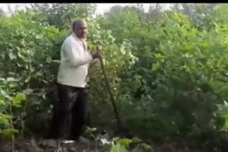 Infestation of Bond larvae on cotton in yavatmal