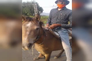 young man reached a polling station on a mare