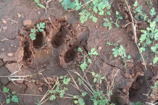 Tiger found in Chamarajanagara after leopard