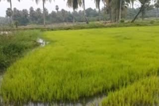 നെല്‍കൃഷി വാര്‍ത്ത  കൃഷി ഇറക്കി വാര്‍ത്ത  paddy cultivation news  farming started news