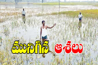 farmers loss due to heavy rains in telangana