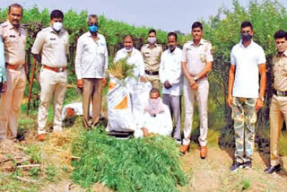 madha farmer arrested by madha Police for growing marijuana