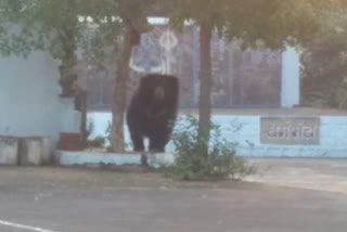 Bear in Bhola pathar