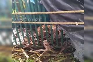 leopard caught in mysore