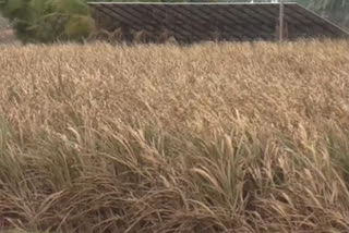 water in sugarcane crop fields in Chikodi Taluk