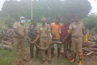 பெரம்பலூர் அருகே 10 அடி நீளமுள்ள மலைப்பாம்பு பிடிபட்டது