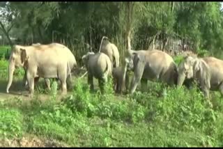 golaghat-man-elephant-conflict