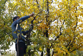 Pruning apple trees