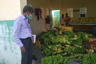 Seizure of chemically sprayed bananas in Salem