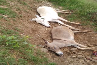 deadly-disease-killed-11-donkeys-in-bidar