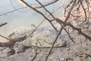 crocodile found in malaprabha river bank near holealur