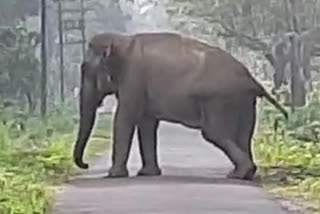 elephant