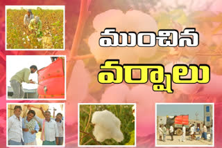 పాలమూరు పత్తి రైతులకు అపార నష్టాన్ని మిగిల్చిన వర్షాలు