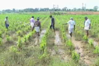 Over 400 acres of crop loss due to  UTP canal water in Haveri