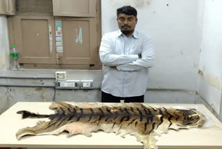 one arrested for fake tiger skin sale in langarhouse