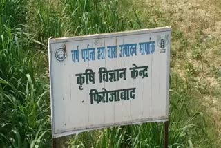 गिनी घास