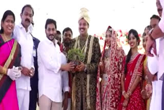 cm jagan attends to eluru ex mayor daugher marriage at west godavari district