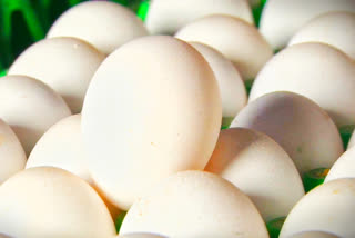 Egg rate reduced 25 paise
