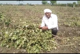 Wardha farmers loss of soyabean AND COTTON