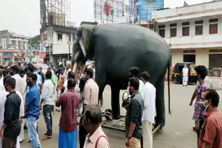 കണ്ണൂർ  Kannur  Wild elephant attack  ആറളം ഫാം  inaction of authorities  elephant attack on aralam farm