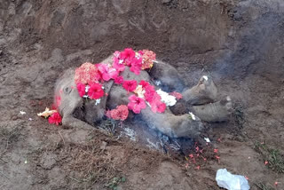 elephant cub died