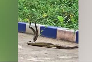 snakes romancing beside road -video
