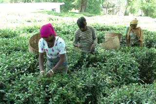 Kangra tea yields