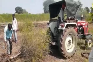 farmer  uprooted a five-acre pomegranate with the help of a tractor in hingoli