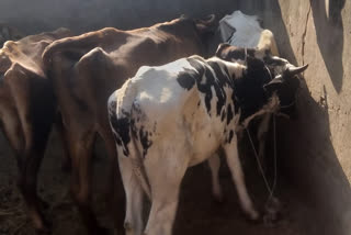 police-rescued-6-cattle-from-aravalli-modasa-town