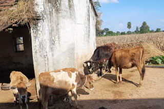 Chhindwara District Cooperative Bank issued loan to 932 cattle herders