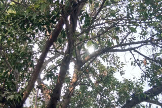 street lights placed at ramphal chowk are hidden with trees in delhi