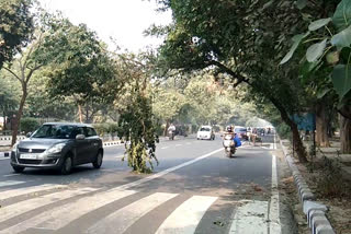 tree branch hanging between the main road at dwarka sector-9 in delhi