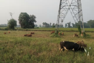 grain crop in land