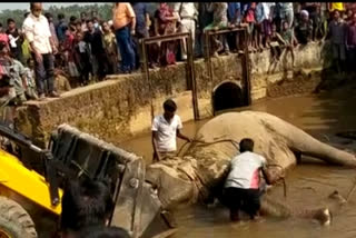 elephant death at Goalpara