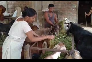 goats suffering unknown dessies at amguri